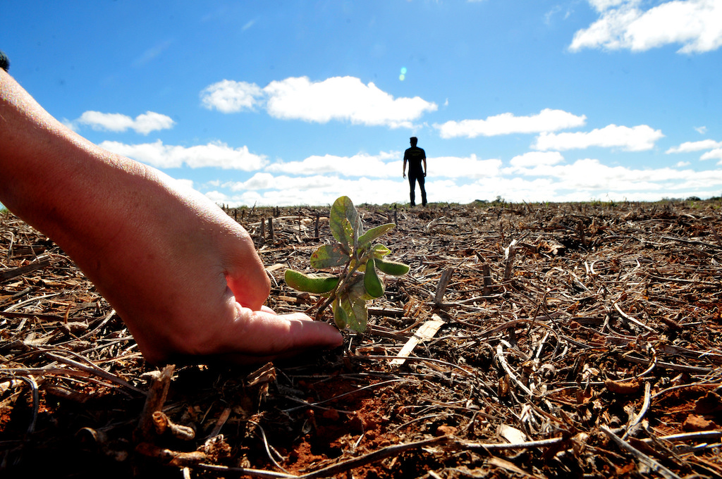 Vazio sanitário da soja começa dia 8 de junho em Mato Grosso