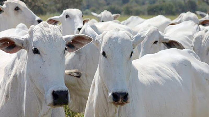 Oferta de gado para frigoríficos em Mato Grosso pode ter novo recorde; preço para pecuarista baixa