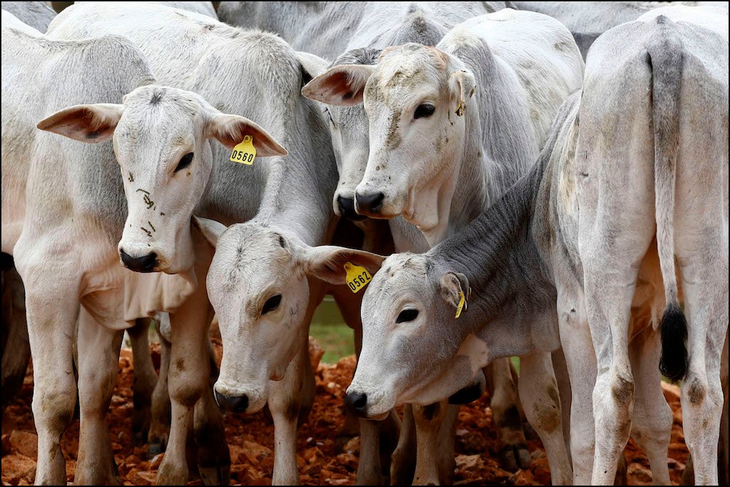 Prazo para produtores de MT informarem estoque de rebanho termina no dia 4 de junho