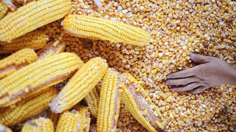 Cotação do milho disponível em Mato Grosso sobe e média vai a R$ 36