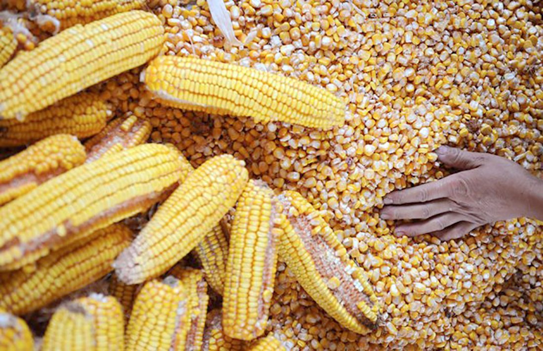 Cotação do milho disponível em Mato Grosso sobe e média vai a R$ 36