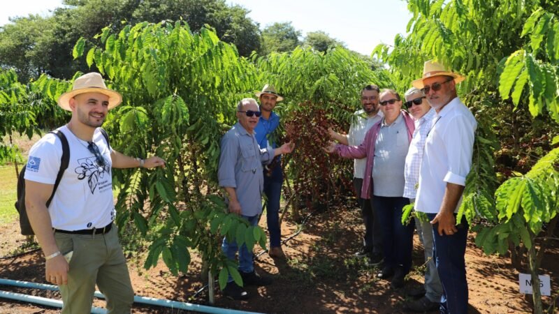 Pesquisadores e cafeicultores avaliam 50 clones de café em Sinop