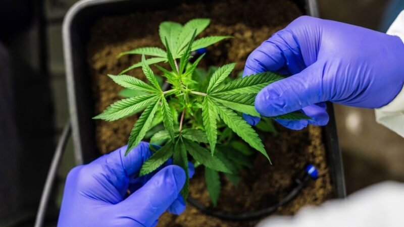 Anvisa defende manutenção de marco regulatório para cannabis medicinal