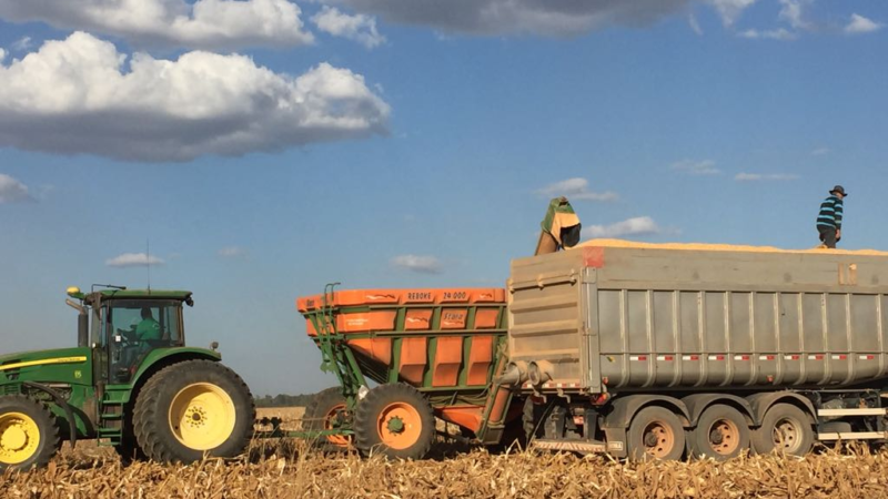 Começa colheita de milho em Mato Grosso
