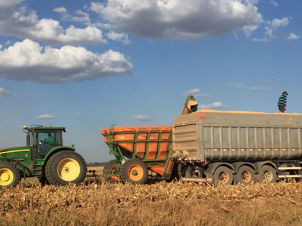 Começa colheita de milho em Mato Grosso