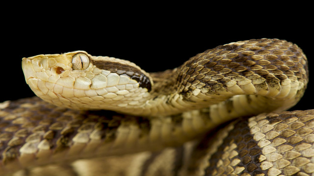 Adolescente de 14 anos morre após ser picado por cobra venenosa em SC