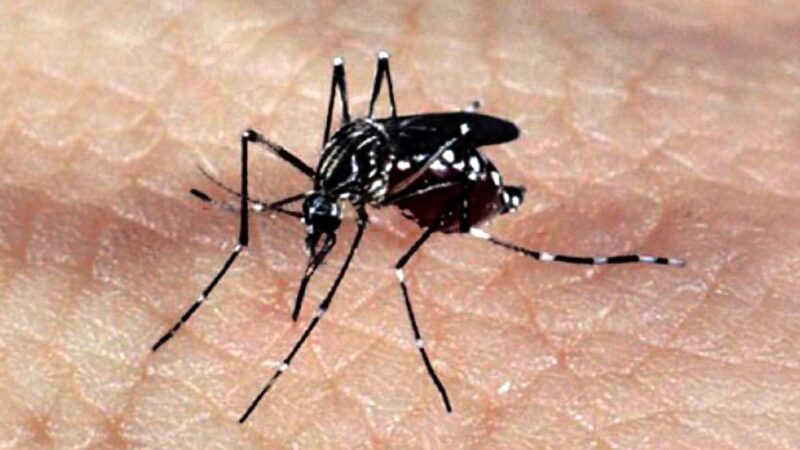 Mato Grosso já registra 22 mortes por Chikungunya em 2025, superando o total de 2024; Veja dados de Guarantã do Norte