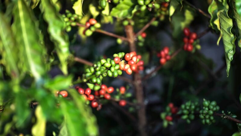 Embrapa constata crescimento de 258% na cafeicultura em Mato Grosso