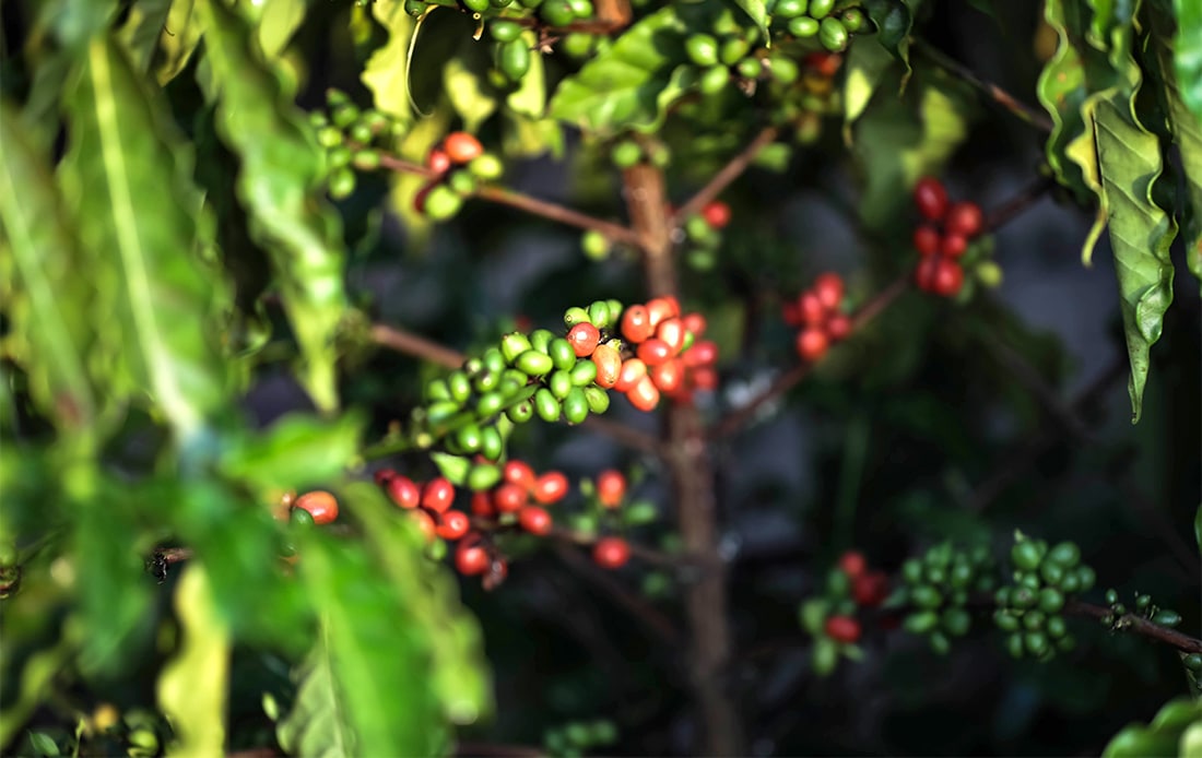 Embrapa constata crescimento de 258% na cafeicultura em Mato Grosso