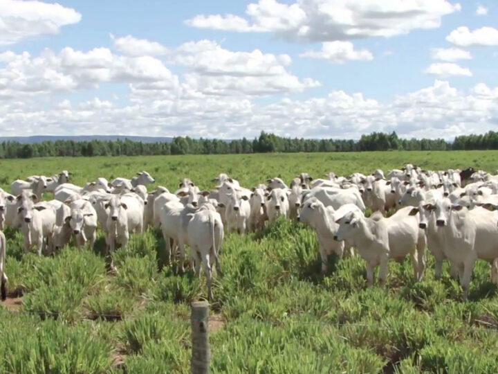 Exportações do gado de Mato Grosso com ritmo intenso ‘congelam’ cotação da arroba este mês