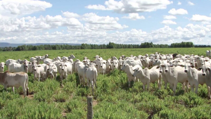 Exportações do gado de Mato Grosso com ritmo intenso ‘congelam’ cotação da arroba este mês