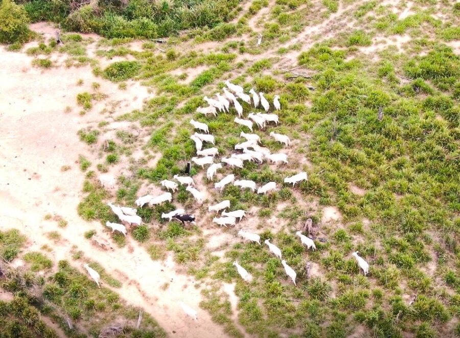 Sema-MT e Polícia Militar apreendem 500 cabeças de gado e equipamentos durante Operação Amazônia