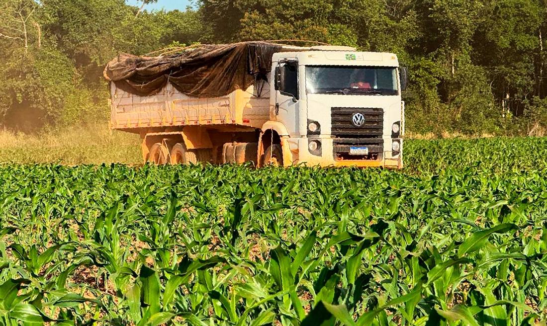 Vazio sanitário da soja começa neste sábado em Mato Grosso