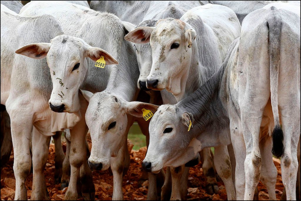 Governo de MT prorroga campanha estadual de atualização de rebanho até dia 10