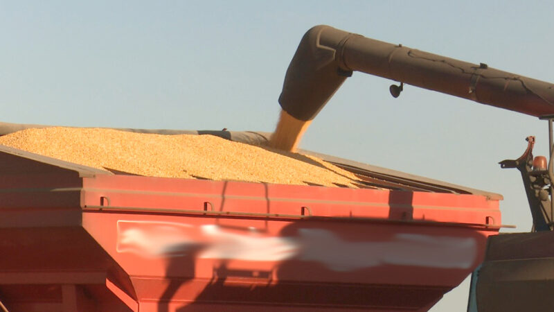 Preço do milho disponível em Mato Grosso tem queda de 1,1%