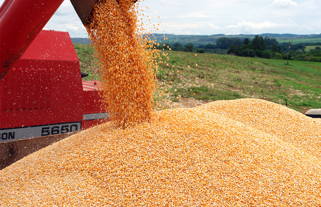 Colheita de milho avança em Mato Grosso e está acima da média