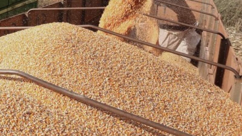 Preço do milho disponível em Mato Grosso tem forte alta