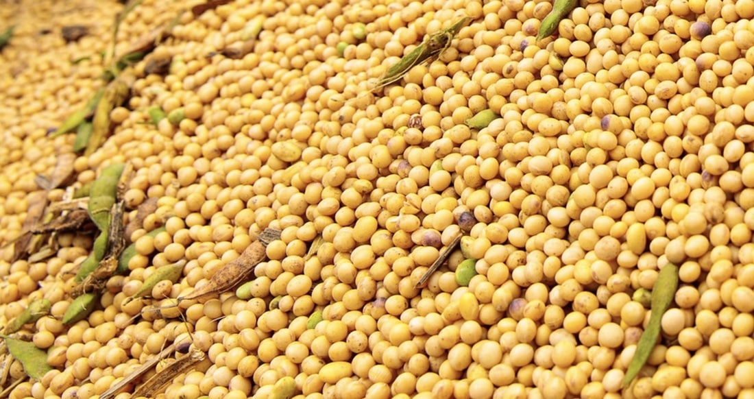 Venda da soja em Mato Grosso aumenta impulsionada pela melhora no preço