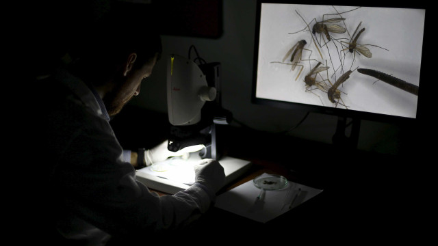 Estudo liga casos de encefalite a chikungunya na Bahia