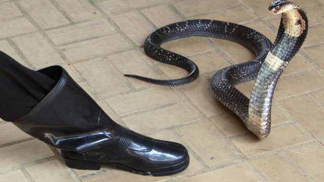 Naja desaparecida há um mês em SP é encontrada no Instituto Butantan