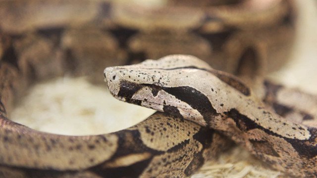 Pesquisadores descobrem nova espécie de jiboia nativa da Mata Atlântica
