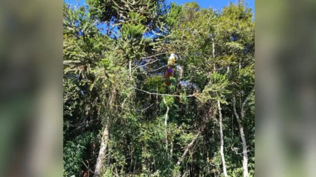 Piloto de parapente morre após cair e ficar preso em árvore em SC