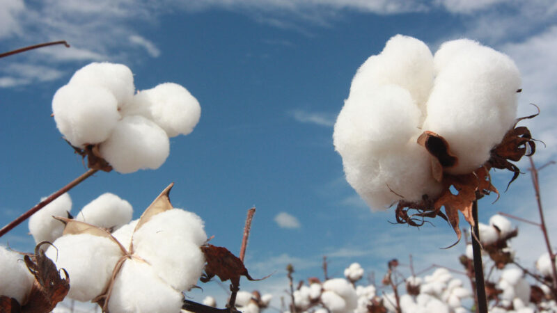 Área plantada de algodão em Mato Grosso cresce 19%; produtividade baixa