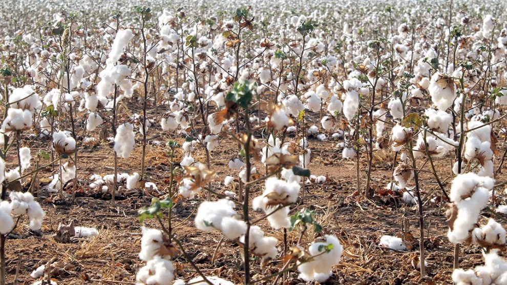 Cotação do caroço do algodão em Mato Grosso cai 1,3%