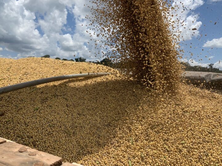 Preço da soja disponível em Mato Grosso tem queda de 0,95%