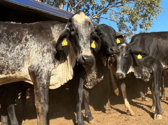 Secretaria de Agricultura entrega 60 novilhas prenhes a produtores de MT para melhorar rebanho leiteiro