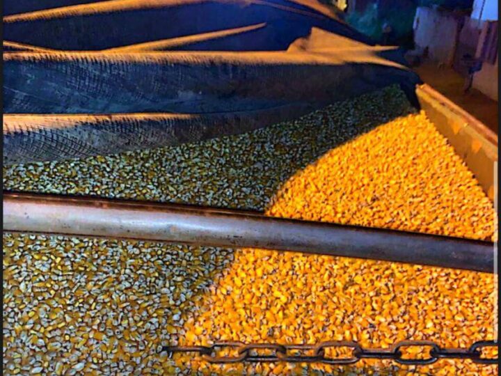 Cotação do milho disponível em Mato Grosso cai 3,49%