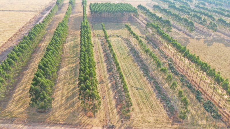Sinop: Embrapa divulga resultados após 12 anos de pesquisa em sistemas lavoura-pecuária-floresta