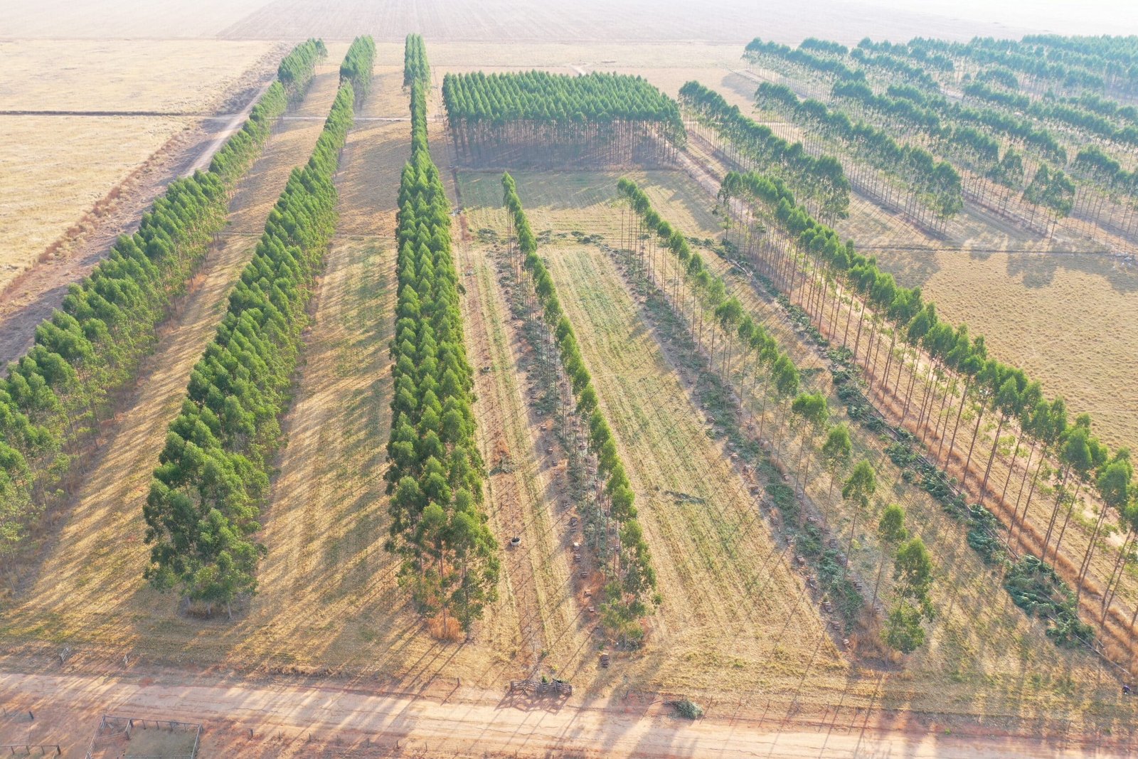 Sinop: Embrapa divulga resultados após 12 anos de pesquisa em sistemas lavoura-pecuária-floresta
