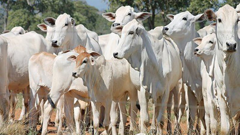 Cotação da vaca gorda em Mato Grosso sobe 1,8%