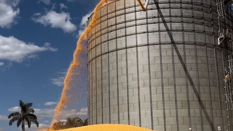 Saca de milho disponível em Mato Grosso sobe 3,2%