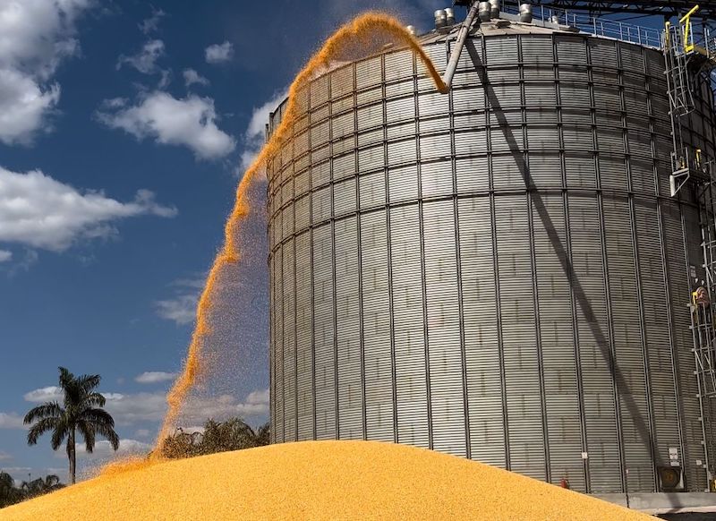 Saca de milho disponível em Mato Grosso sobe 3,2%