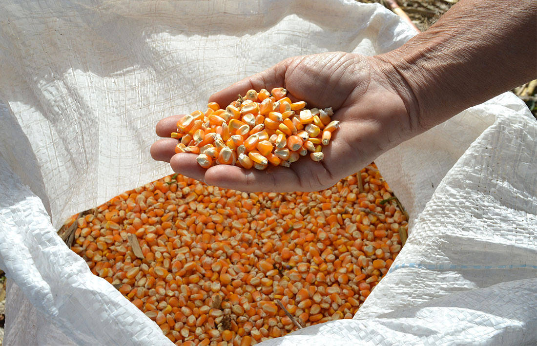 Milho em Mato Grosso tem aumento considerável e média vai a R$ 39, aponta IMEA