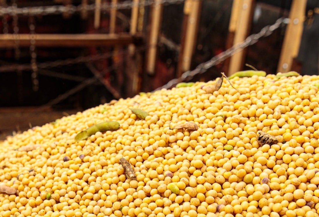 Preço da soja disponível em Mato Grosso tem forte queda