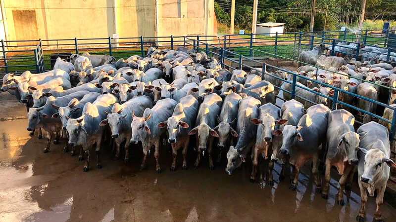 Volume de gado abatido em frigoríficos de Mato Grosso baixa