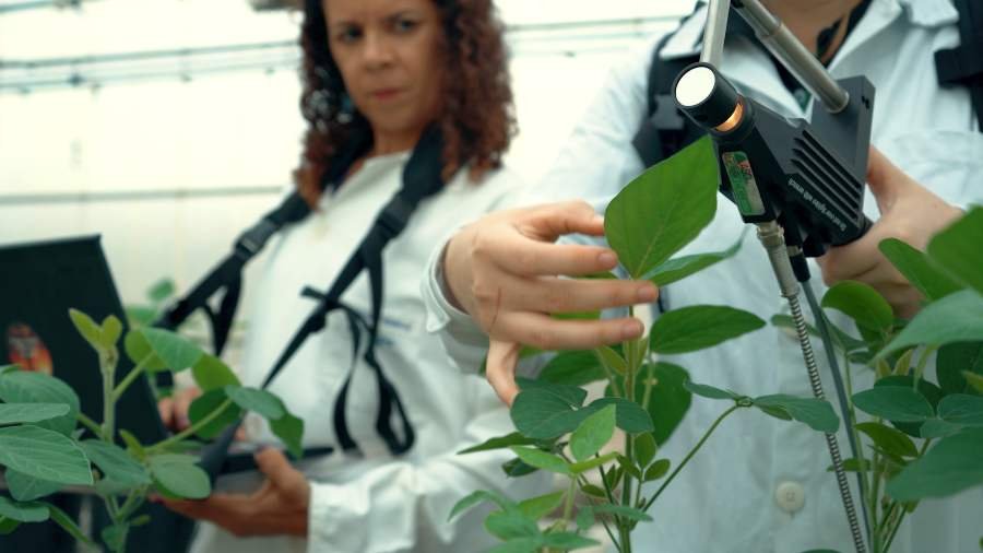 Sinop: pesquisadores utilizam técnica para avaliar sintomas de doença na soja