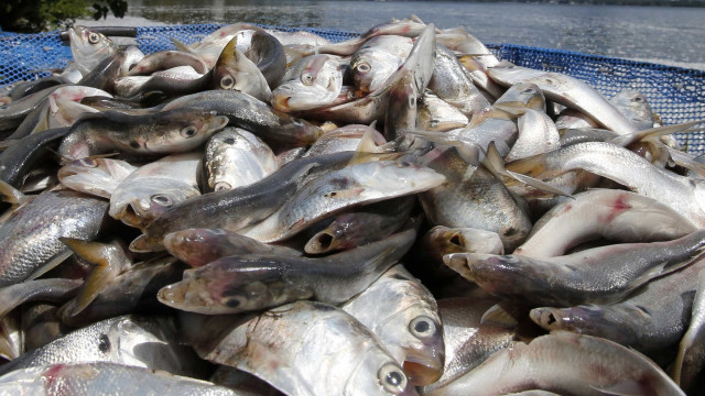Morte de três toneladas de peixes no Rio Piracicaba é investigada