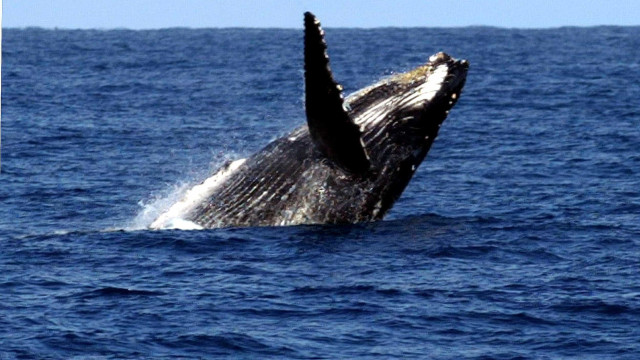 Aparição de baleias-jubarte no Brasil cresceu 30 vezes em 30 anos, dizem pesquisadores