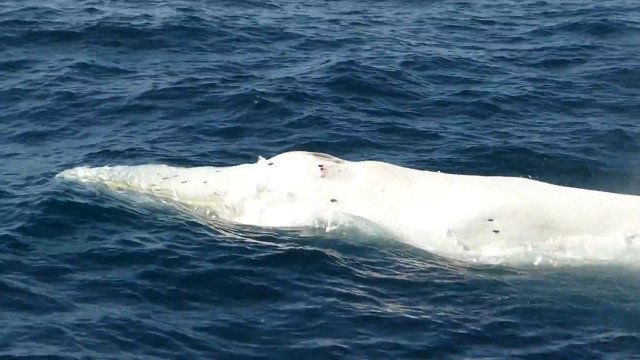Três baleias são encontradas mortas em uma semana no litoral Norte de SP