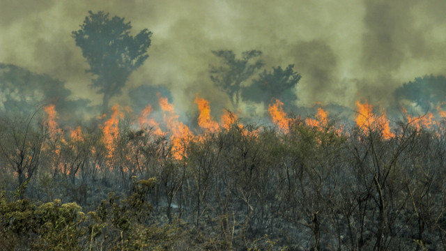 Amazônia vive recorde de incêndios em duas décadas; brigadistas se preparam para seca extrema