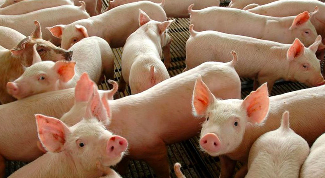 Consumo de carne suína em Mato Grosso cresce e entidade defende selo para frigoríficos expandirem