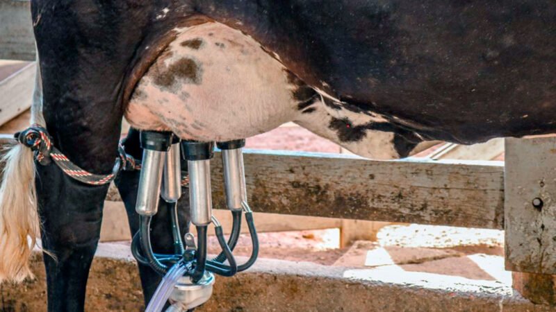 Preço do leite para produtor em Mato Grosso sobe 8%  