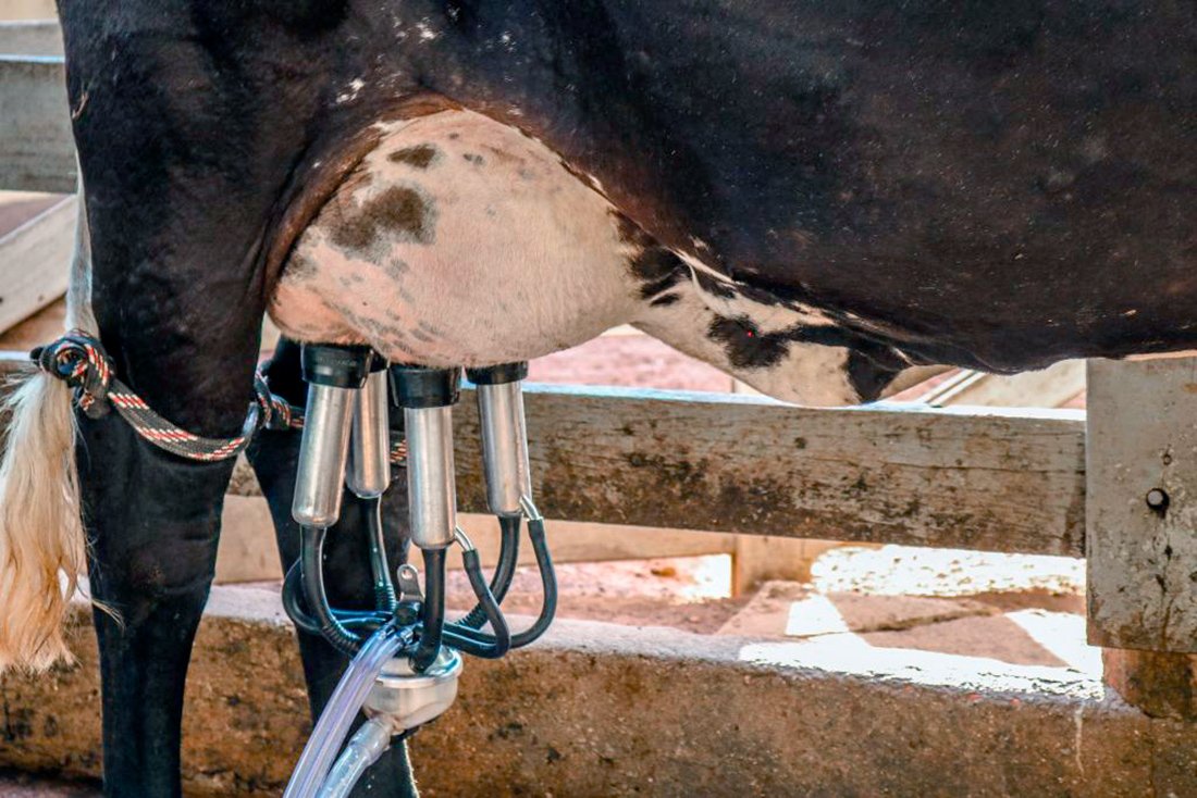 Preço do leite para produtor em Mato Grosso sobe 8%  