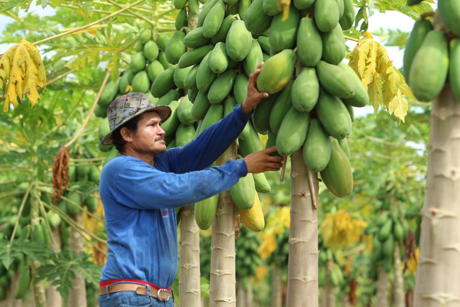 Sinop sedia 1º Salão do Produtor Rural para divulgar produções da agricultura familiar