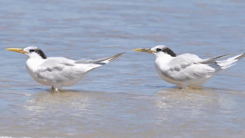 Mapa declara fim da emergência zoossanitária para Newcastle no RS