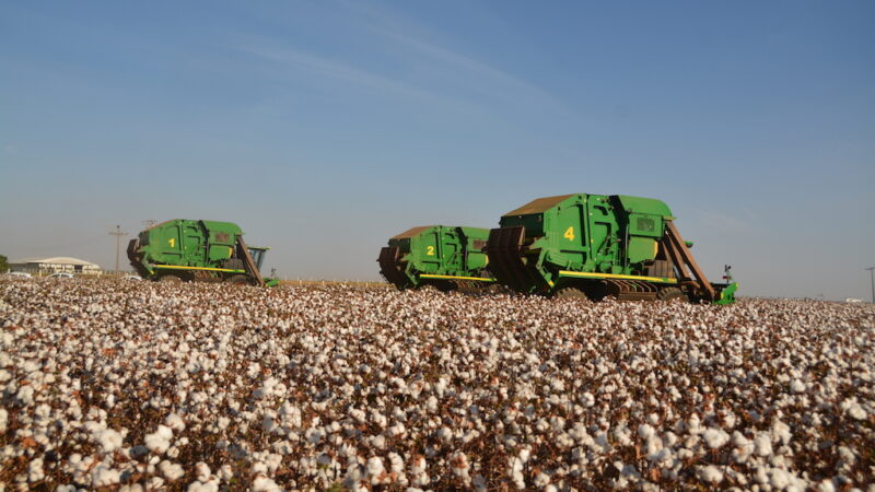 Colheita de algodão em Mato Grosso chega a 74% da safra